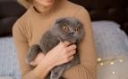 Una mujer sostiene contra su pecho un gato Scottish Fold gris, de ojos ámbar y orejas caídas. Foto: ArthurHidden - Magnific
