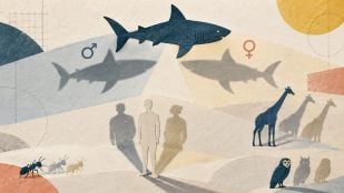 Qué son los sustantivos epicenos, sustantivo epiceno RAE, ejemplos de sustantivo epiceno, sustantivo común en cuanto al género y epiceno.