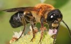 Abeja gigante de la resina