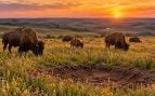 bisontes, animales, naturaleza