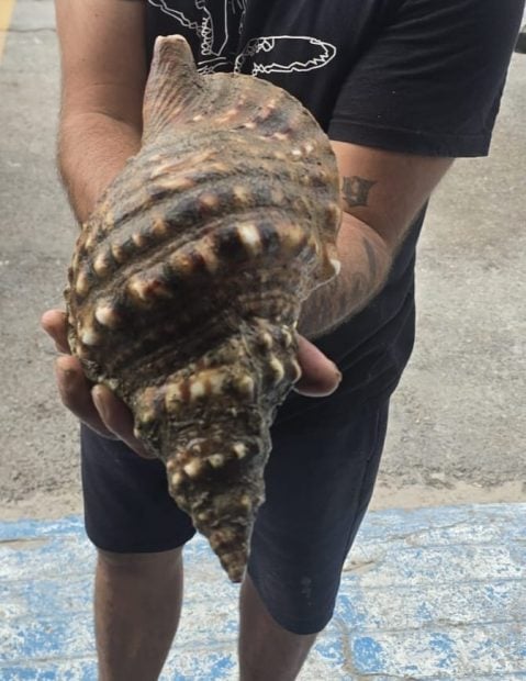 Caracola tritón Ceuta