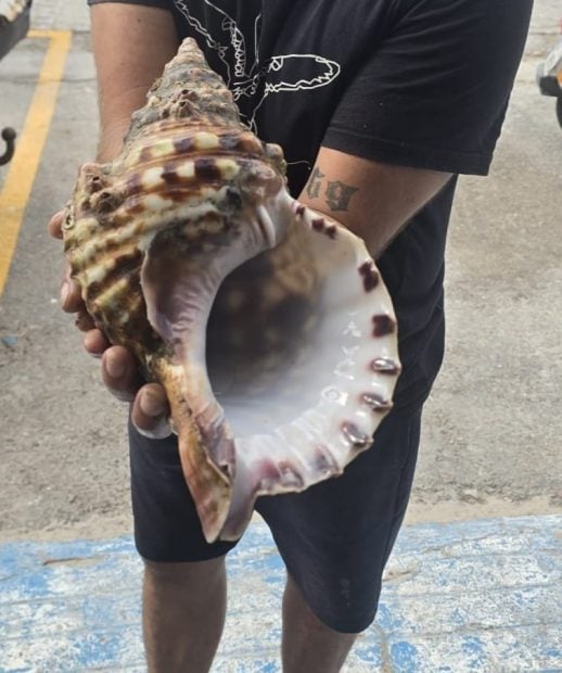 Caracola tritón en Ceuta