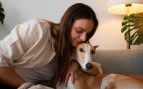 Perros, animales, mascotas