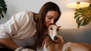 Perros, animales, mascotas
