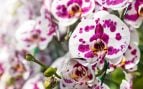 Plantas, flora, curiosidades