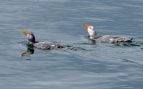 nueva especie de pato