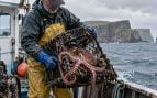 Pulpo, animales, especie, escocia