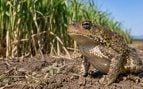Sapo, animales, naturaleza