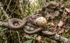 serpiente