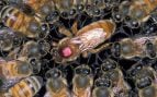 Abejas africanizadas rodean a una reina europea marcada con un punto rosa para su identificación. Foto: Scott Bauer, USDA Agricultural Research Service, dominio público, vía Wikimedia Commons