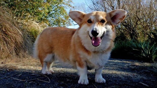 Gracie, una hembra de corgi galés de Pembroke, fotografiada en Christchurch, Nueva Zelanda. Foto: Bernard Spragg, dominio público (CC0), vía Wikimedia Commons