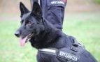 Pastor alemán de la Unidad Canina de la Ertzaintza. (EuropaPress)