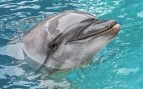ECHO muere en el Oceanogràfic