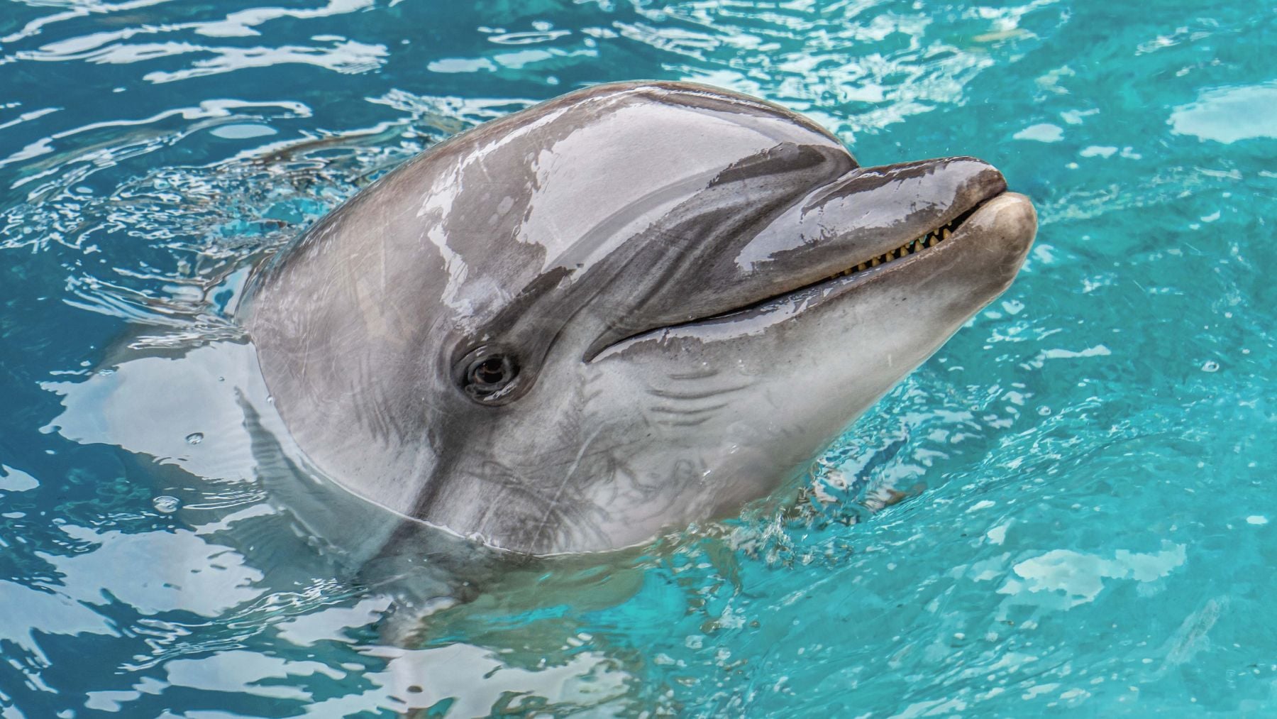 Echo, la delfín fallecida en el centro valenciano. (Foto: Oceanogràfic).