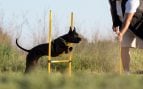 Un entrenador se agacha para guiar a un perro negro con arnés mientras salta a través de una escalera en el campo al atardecer. Foto: Magnific