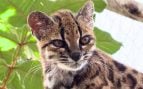 Un ejemplar joven de Leopardus tilcayo, la nueva especie de gato salvaje identificada por la PUCRS, fotografiado entre el follaje de su recinto. Foto: Julie Van Collie / PUCRS