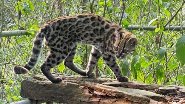 Un ejemplar adulto de Leopardus tilcayo camina sobre un tronco en su recinto, con el pelaje moteado caracter&iacute;stico de la especie a la vista. Foto: Paola Nogales-Ascarrunz / PUCRS