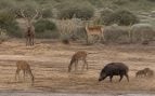 Doñana