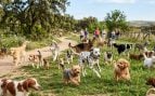 Perros, animales, mascotas