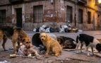 Perros callejeros, animales