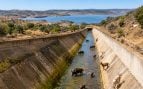 Jabalíes, animales, cabras