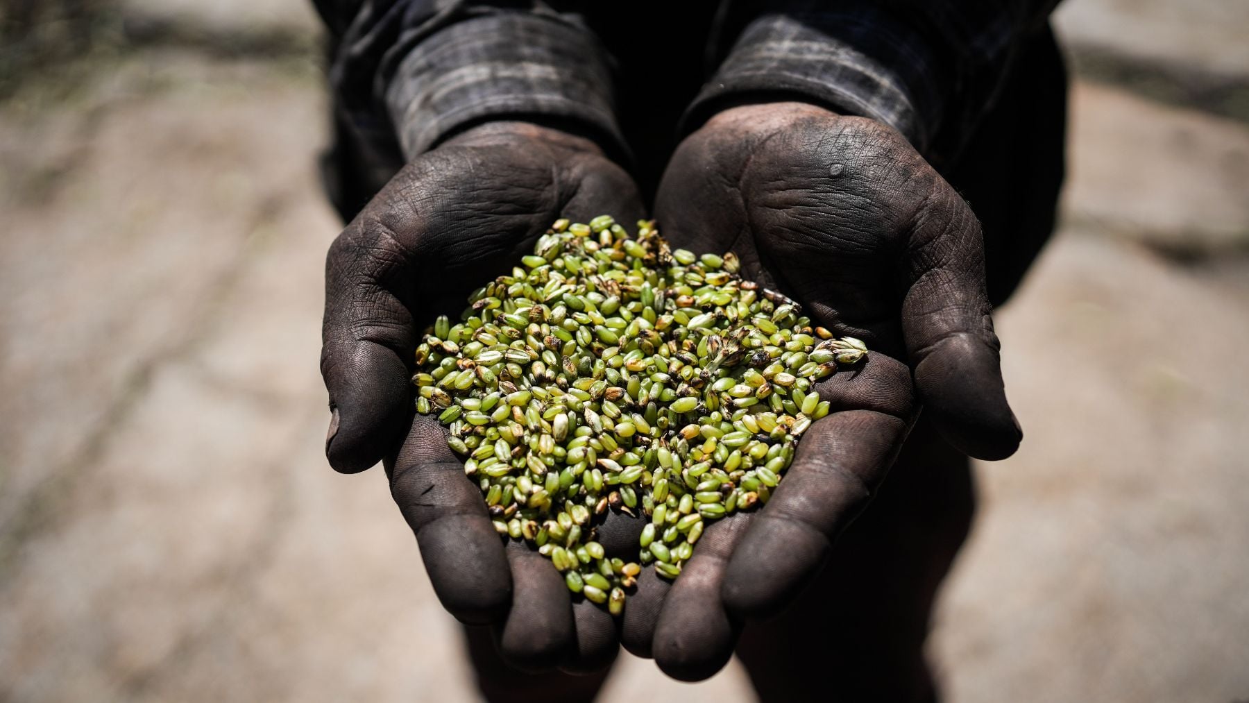 El campo vuelve a mirar a Bolsa: trigo, soja y maíz disparan el interés inversor por la agricultura