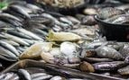 pescados congelados