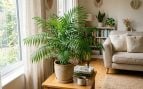 Palma de salón, plantas, naturaleza