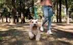 Perro, animales, mascotas
