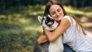 Perros, animales, mascotas