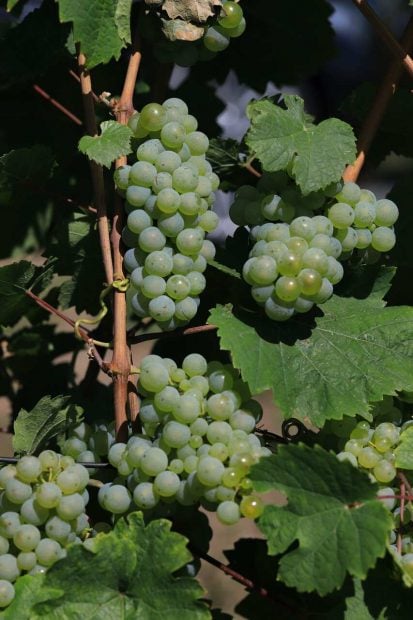 vinos naturales