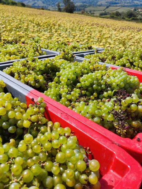 vinos naturales