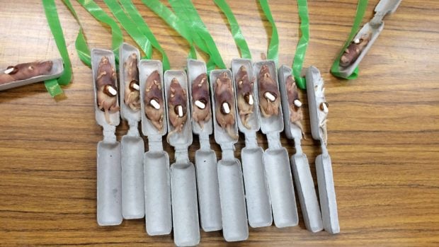 Cartuchos de cebo a&eacute;reo con ratones muertos y tabletas de paracetamol, dise&ntilde;ados para el control de la serpiente arb&oacute;rea marr&oacute;n invasora en Guam. Foto: Servicios de Vida Silvestre del USDA-APHIS
