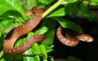 Una serpiente arbórea marrón (Boiga irregularis), la especie invasora que causó la desaparición de la mayoría de las aves nativas de Guam. Foto: Pavel Kirillov, CC BY-SA 2.0, vía Wikimedia Commons
