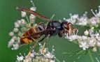 Avispa plaga