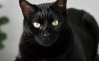 Gatos negros
