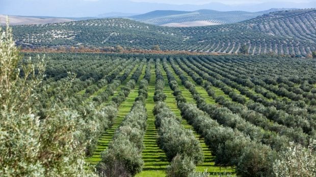 Cortijo guadiana Fundación Mapfre