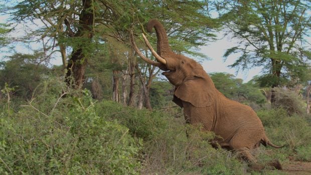 elefante alimentándose
