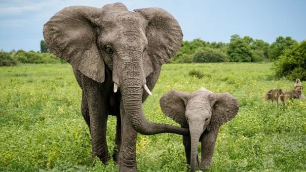 elefante y cría de elefante