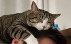 Gato acurruca