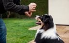 Un adiestrador entrena a un perro border collie. Foto: Magnific