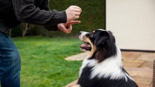 Un adiestrador entrena a un perro border collie. Foto: Magnific