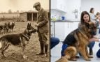 Displasia, raza, perro, mascota