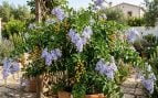 Arbusto, plantas, flora, curiosidades