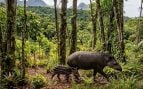 Una familia plantó 840.000 árboles y 25 años después volvió un animal que llevaba desaparecido un siglo