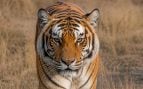 Tigre