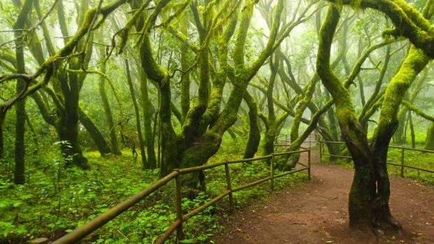 Parque Nacional de Garajonay.