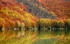 Paisaje boscoso de la selva de Irati en Navarra.
