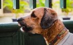perro ladra