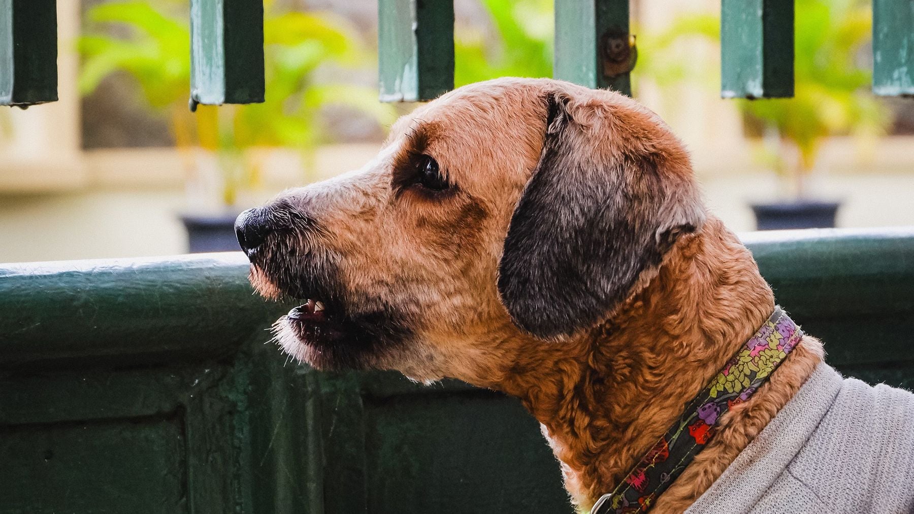La Ley de Propiedad Horizontal lo confirma: si el perro de tu vecino ladra sin parar, puedes apelar al artículo 7.2